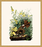 Audubon's Meadowlark in Gold