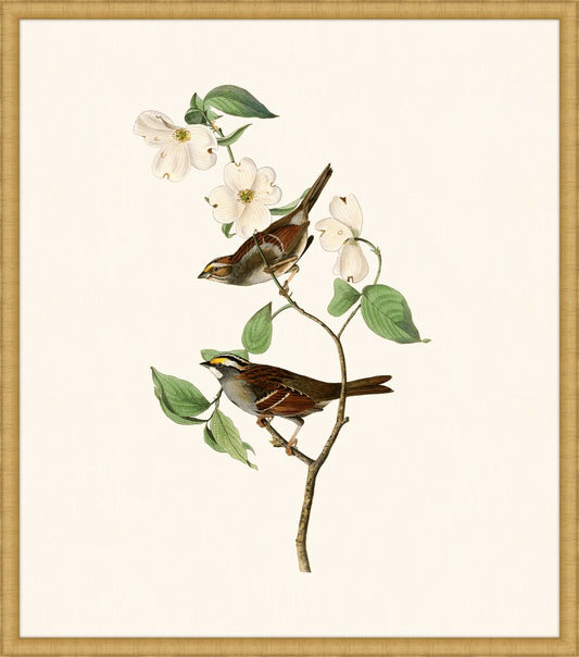 Audubon's White Throated Sparrow in Gold