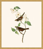 Audubon's White Throated Sparrow in Gold