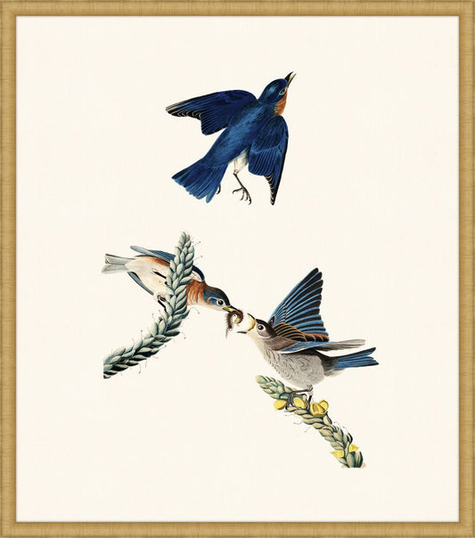 Audubon's Bluebird in Gold