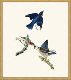 Audubon's Bluebird in Gold