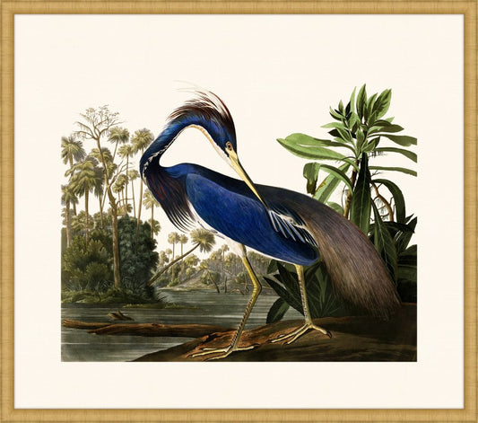 Audubon's Louisiana Heron in Gold