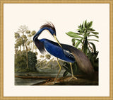 Audubon's Louisiana Heron in Gold