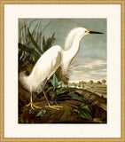 Audubon's Snowy Heron in Gold