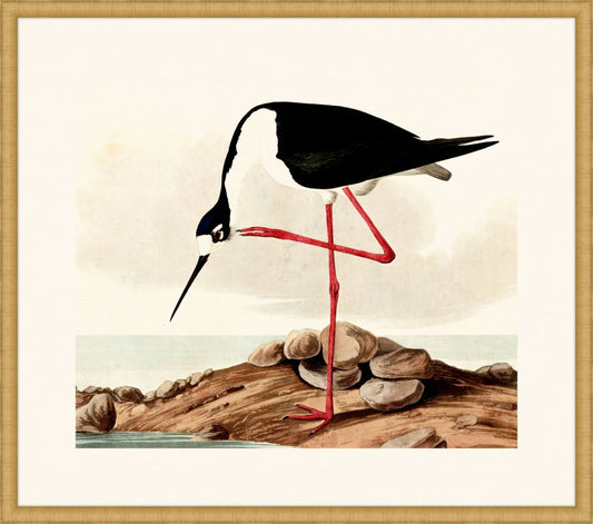 Audubon's Long-Legged Avocet in Gold