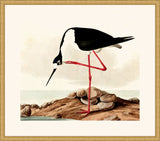 Audubon's Long-Legged Avocet in Gold
