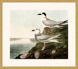 Audubon's Terns in Gold