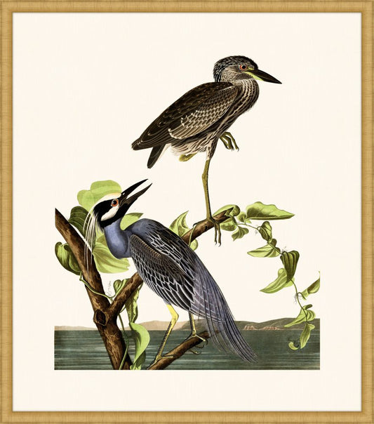 Audubon's Yellow-Crowned Heron in Gold