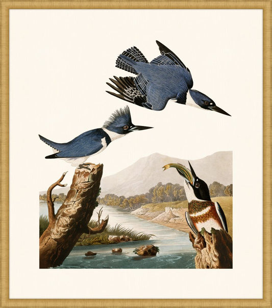 Audubon's Belted Kingfisher in Gold