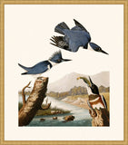 Audubon's Belted Kingfisher in Gold