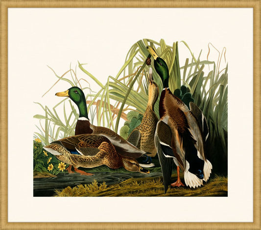 Audubon's Mallard Duck in Gold