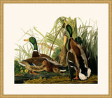 Audubon's Mallard Duck in Gold