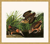 Audubon's American Woodcock in Gold