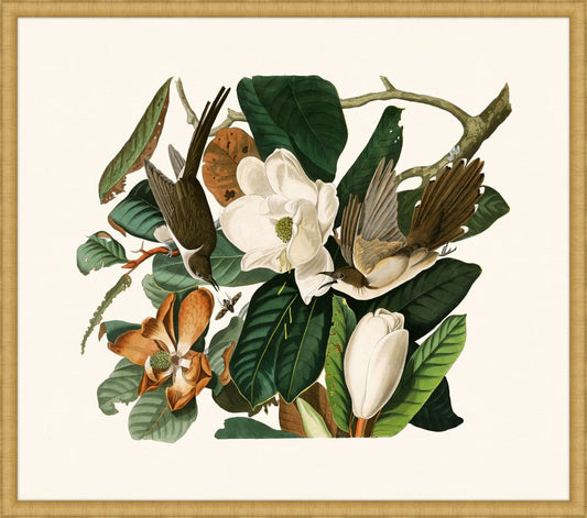 Audubon's Black-Billed Cuckoo in Gold