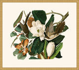 Audubon's Black-Billed Cuckoo in Gold