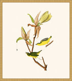 Audubon's Kentucky Warbler in Gold