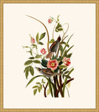 Audubon's Seaside Finch in Gold