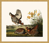 Audubon's Pinnated Grouse in Gold