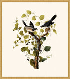 Audubon's Loggerhead Shrike in Gold