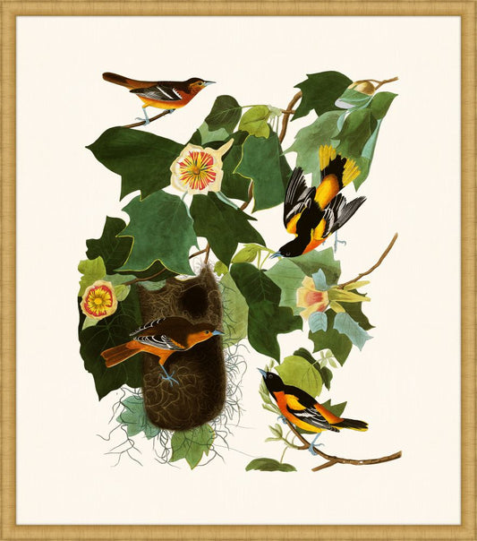Audubon's Baltimore Oriole in Gold