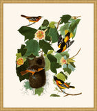 Audubon's Baltimore Oriole in Gold