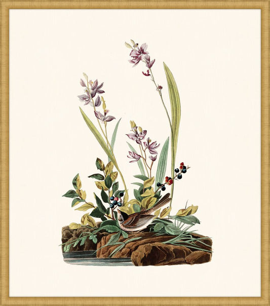 Audubon's Field Sparrow in Gold