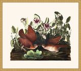 Audubon's Key West Dove in Gold