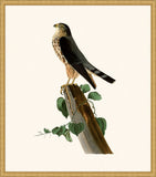 Audubon's Le Petit Caporal in Gold