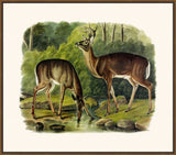 Audubon's Common Deer