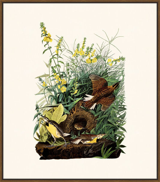 Audubon's Meadowlark