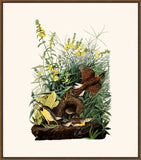 Audubon's Meadowlark