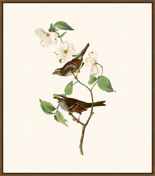 Audubon's White Throated Sparrow