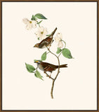 Audubon's White Throated Sparrow