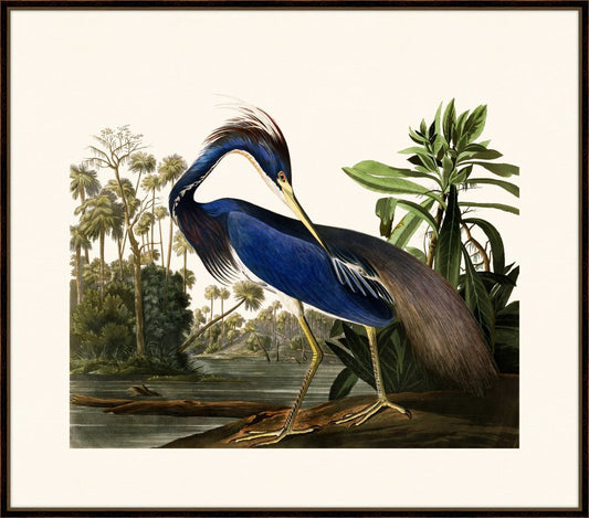 Audubon's Louisiana Heron