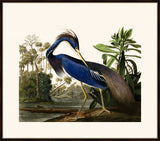Audubon's Louisiana Heron