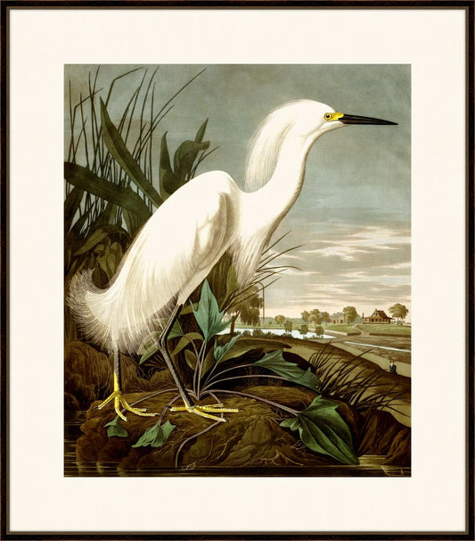 Audubon's Snowy Heron