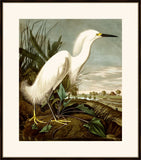 Audubon's Snowy Heron