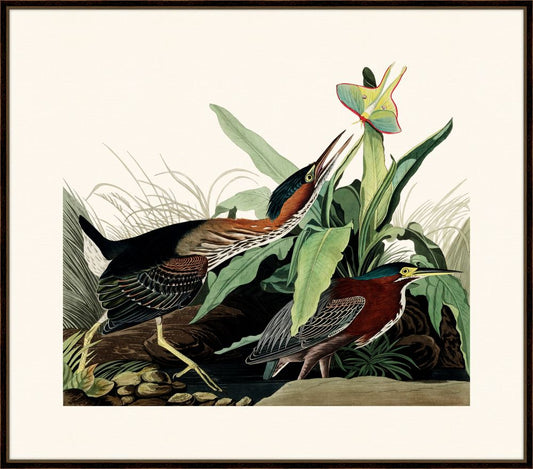 Audubon's Green Heron