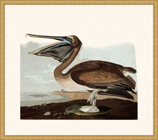 Audubon's Brown Pelican in Gold