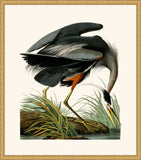Audubon's Great Blue Heron in Gold