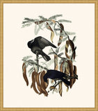 Audubon's Fish Crow in Gold