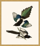 Audubon's American Magpie in Gold
