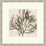 Brilliant Seaweed II