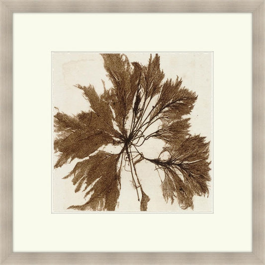 Brilliant Seaweed VI