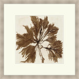 Brilliant Seaweed VI