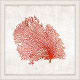 Crimson Coral I
