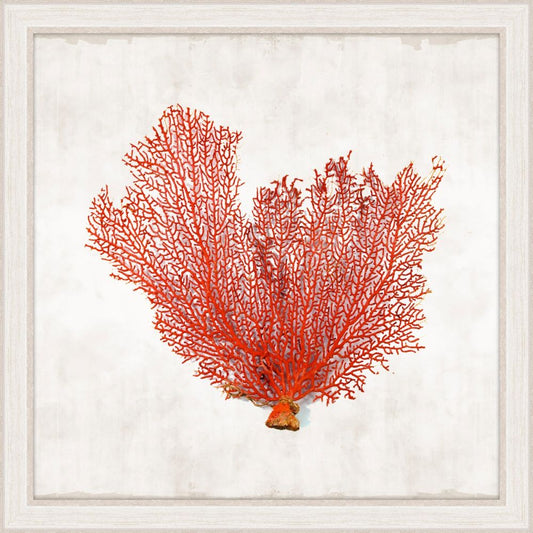 Crimson Coral III