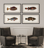 Bloch's Ichtyologie I