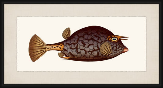 Bloch's Ichtyologie II