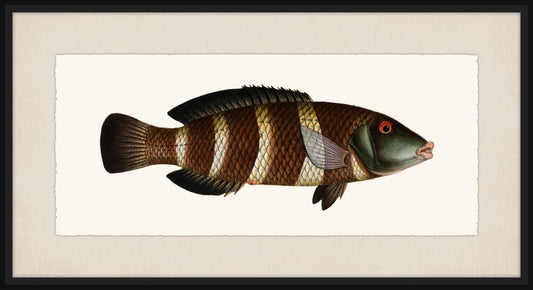 Bloch's Ichtyologie III